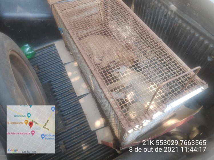 Mulher é multada em R$ 1,5 mil por deixar 3 cães amarrados em veículo no Sol