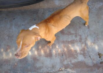 Jovem de 25 anos é autuado e multado em R$ 1 mil por maltratar cadela Pit Bull