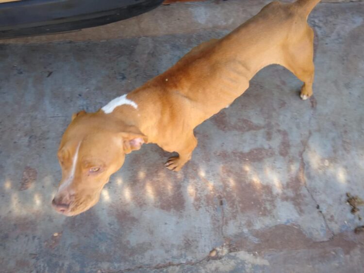 Jovem de 25 anos é autuado e multado em R$ 1 mil por maltratar cadela Pit Bull