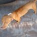Jovem de 25 anos é autuado e multado em R$ 1 mil por maltratar cadela Pit Bull