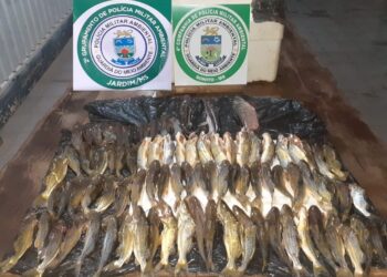 Catarinenses são autuados por pescar 84 peixes quando poderiam abater apenas 2