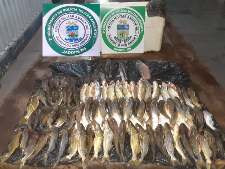 Catarinenses são autuados por pescar 84 peixes quando poderiam abater apenas 2