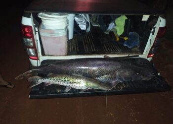 Dupla de pescadores é multada em R$ 2,6 mil com 25 kg de peixes e veículo