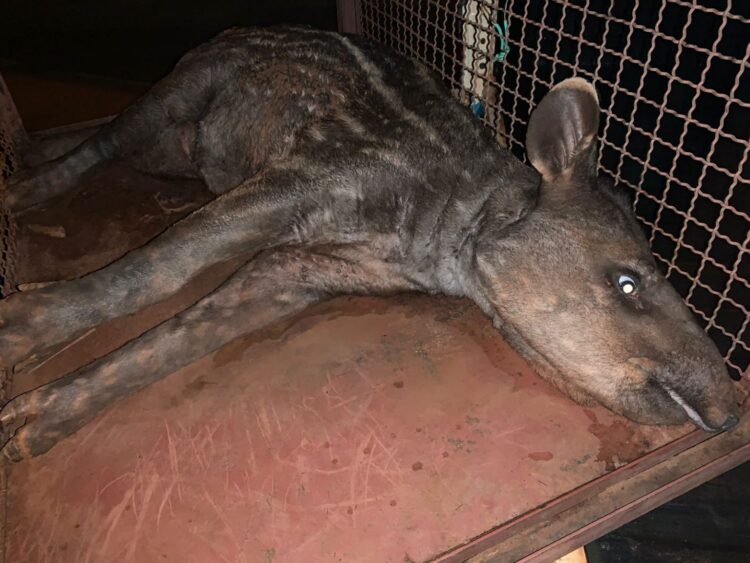 Filhote de anta atropelado é resgatado em estado grave pela PMA em estrada vicinal