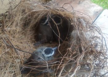 Ninho cai durante temporal e PMA resgata três filhotes de bem-te-vi em MS