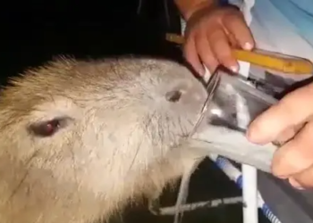 Vídeo: Homem é flagrado dando cerveja para capivara e polícia investiga o crime de maus-tratos