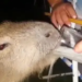 Vídeo: Homem é flagrado dando cerveja para capivara e polícia investiga o crime de maus-tratos