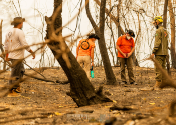 Centenas de animais vítimas do fogo devem ser beneficiados e assistência e resgate no Pantanal