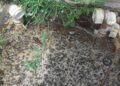 Onda de furto de hidrômetros deixa moradores sem água em bairros da Capital