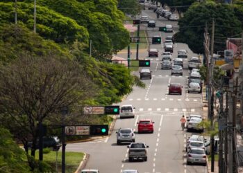 Após quedas durante temporal, Prefeitura divulga artigo: “A culpa não é das árvores!”
