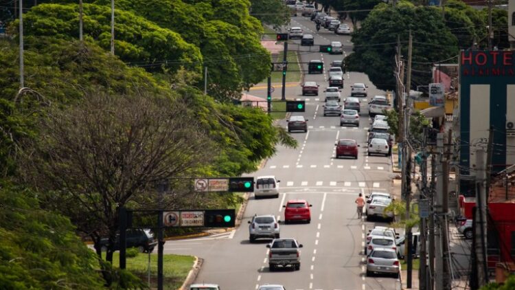 Após quedas durante temporal, Prefeitura divulga artigo: “A culpa não é das árvores!”