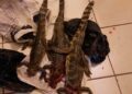 Dupla de caçadores é presa e multada em R$ 30 mil com três jacarés-de-papo-amarelo mortos