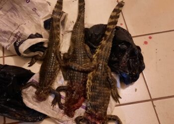 Dupla de caçadores é presa e multada em R$ 30 mil com três jacarés-de-papo-amarelo mortos