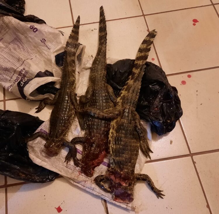 Dupla de caçadores é presa e multada em R$ 30 mil com três jacarés-de-papo-amarelo mortos