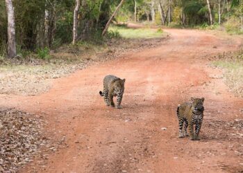De Bonito à Rota Cerrado-Pantanal, destinos turísticos de MS têm boa expectativa com feriadão de 4 dias