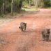 De Bonito à Rota Cerrado-Pantanal, destinos turísticos de MS têm boa expectativa com feriadão de 4 dias