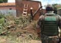 Chapeiro é multado em R$ 600 por danificar árvores em frente à residência