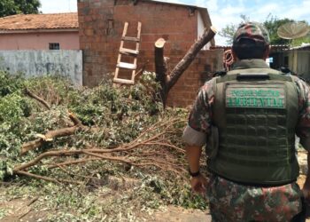 Chapeiro é multado em R$ 600 por danificar árvores em frente à residência