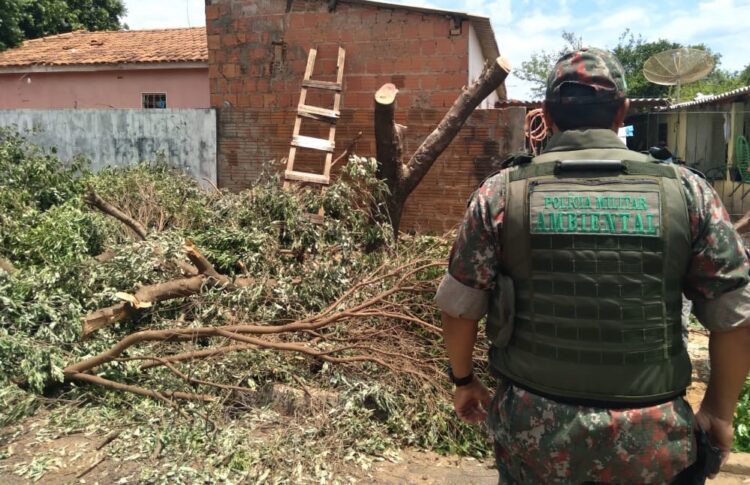 Chapeiro é multado em R$ 600 por danificar árvores em frente à residência