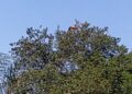 PRF resgata tucano com bico lesionado, veterinário da PMA atende e ave é devolvida à natureza