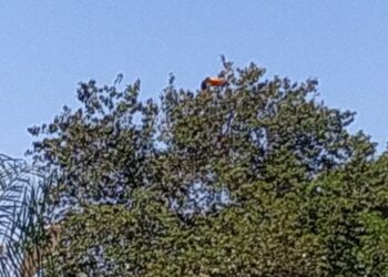 PRF resgata tucano com bico lesionado, veterinário da PMA atende e ave é devolvida à natureza