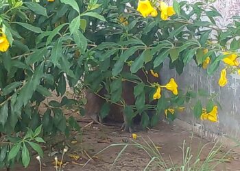 PMA captura capivara em calçada em frente residência no Bairro Guanandi na Capital