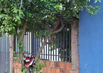 Homem é encontrado morto em cima de grade escondido por árvore na Capital