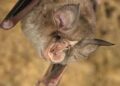 Cientistas descobrem “parente” do coronavírus em morcegos no Camboja