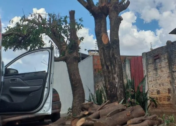 Morador é autuado por crime ambiental por podar duas árvores em frente de casa
