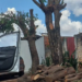Morador é autuado por crime ambiental por podar duas árvores em frente de casa