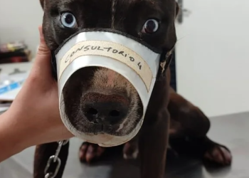 Homem é preso e multado em R$ 1 mil por castrar cachorro em casa sem anestesia
