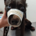 Homem é preso e multado em R$ 1 mil por castrar cachorro em casa sem anestesia