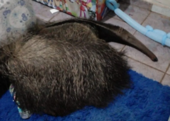 Tamanduá é capturado dormindo junto mulher e filhos pequenos em casa da Capital