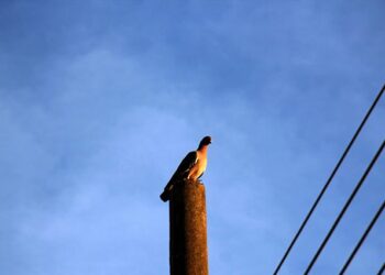 Véspera de Natal será de contrastes: tempo instável no centro-norte e sol nas demais áreas do Estado