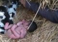 “Presépio, sem mãe”: Recém-nascido é encontrado em meio ao mato e rodeado de animais