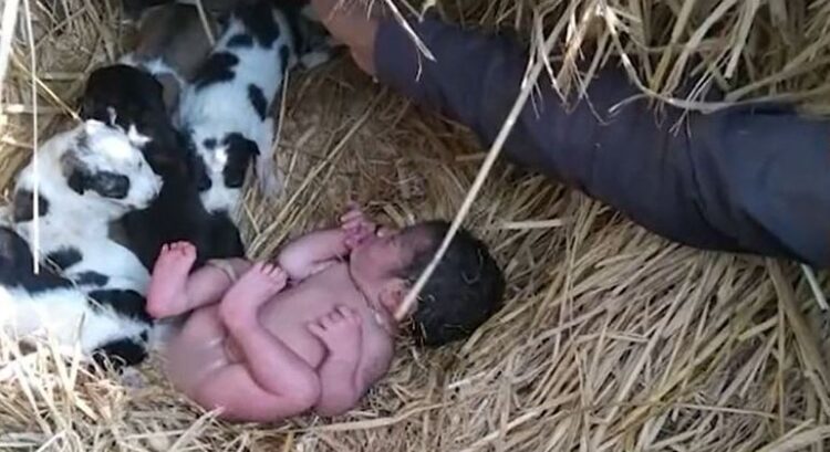 “Presépio, sem mãe”: Recém-nascido é encontrado em meio ao mato e rodeado de animais