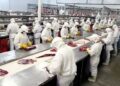 “Carne, Osso”: Filme expõe a precariedade e os adoecimentos em frigoríficos