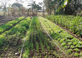 Na Capital, Programa Alimenta Brasil de Agricultura Familiar atendeu 68 mil produtores