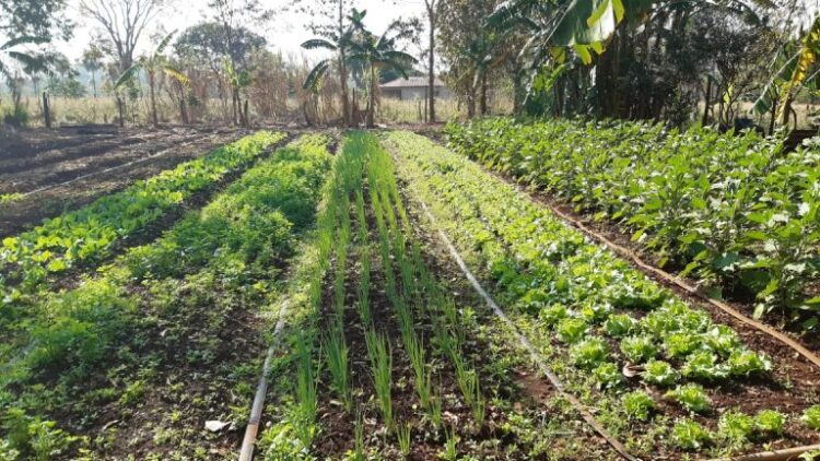 Na Capital, Programa Alimenta Brasil de Agricultura Familiar atendeu 68 mil produtores