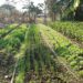Na Capital, Programa Alimenta Brasil de Agricultura Familiar atendeu 68 mil produtores