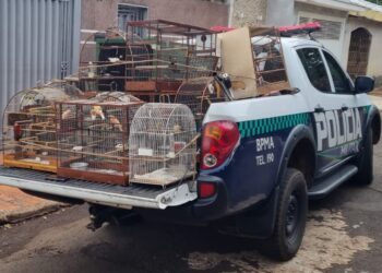 Com R$ 3 milhões em multas, PMA autuou 99 pessoas por crimes contra fauna em 2021