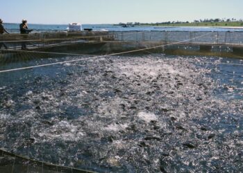 MS quer quase dobrar a meta e produzir 55 mil toneladas de peixes ainda este ano