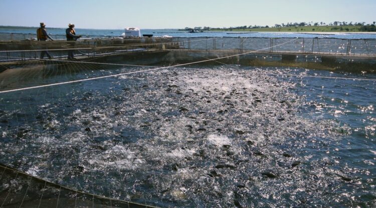 MS quer quase dobrar a meta e produzir 55 mil toneladas de peixes ainda este ano