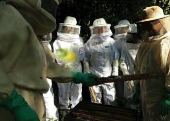 Senar/MS seleciona instrutores para cursos de Formação Profissional Rural e Promoção Social