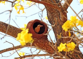Sol e calor predominam em Mato Grosso do Sul neste sábado