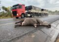 Sem ações concretas, estimativa foi de 20 mil animais mortos na BR-262, em 2021
