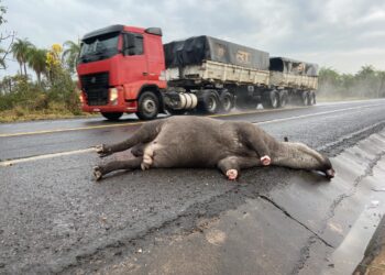 Sem ações concretas, estimativa foi de 20 mil animais mortos na BR-262, em 2021