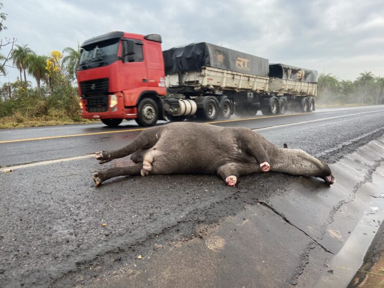 Sem ações concretas, estimativa foi de 20 mil animais mortos na BR-262, em 2021