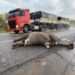 Sem ações concretas, estimativa foi de 20 mil animais mortos na BR-262, em 2021