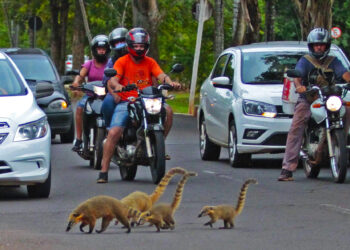 Número de animais na área urbana dobra em 3 anos e quase 8 são resgatados por dia